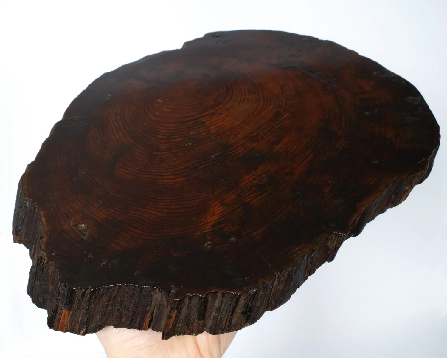 Large Japanese Live Edge Jiita Shikiita Display Slab Stand For Bonsai Ikebana 31x25 cm