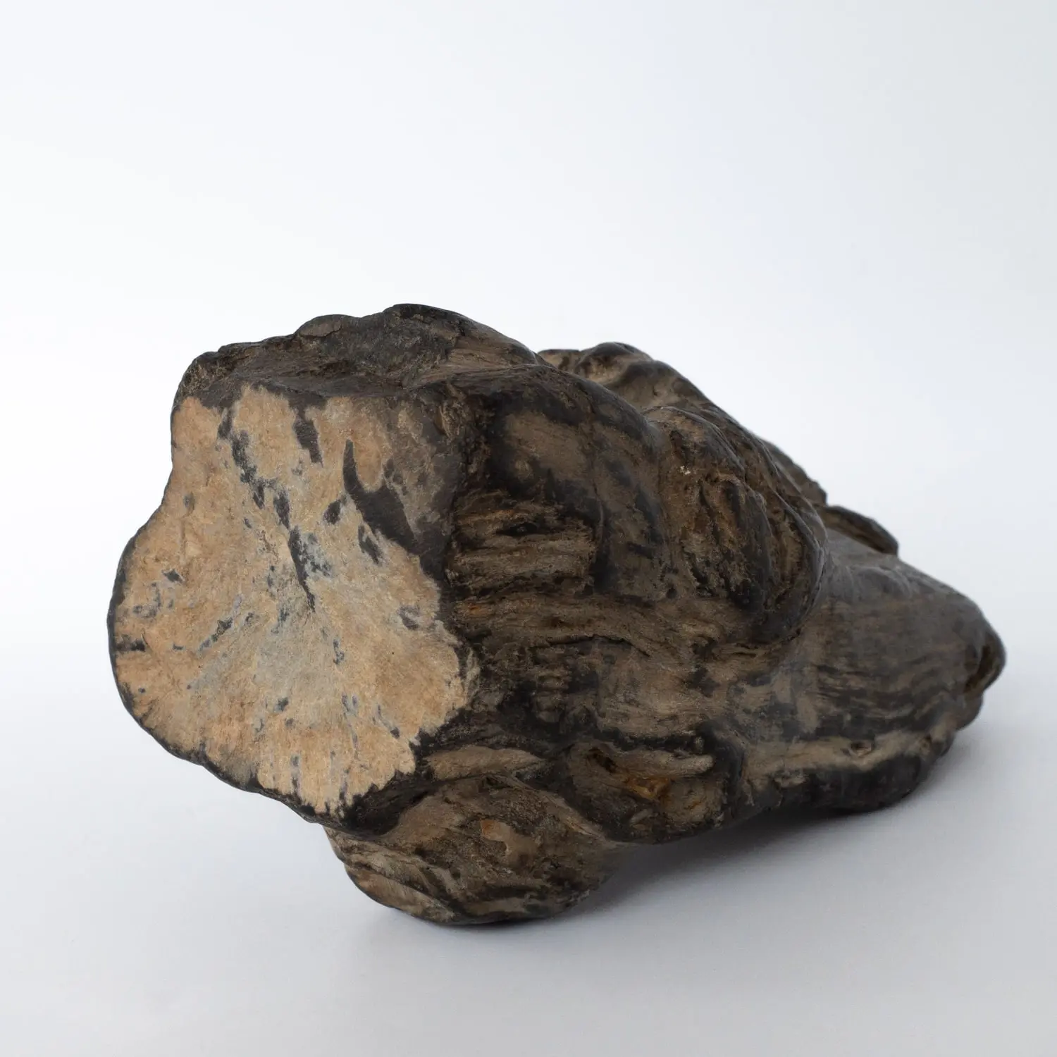 Antique Japanese Petrified Wood Suiseki on a Wooden Stand