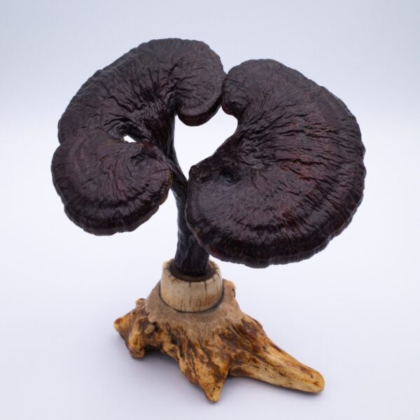 Antique Chinese Lingzhi Fungus Specimen on a Stag Antler Stand. Qing Dynasty Scholar's Object