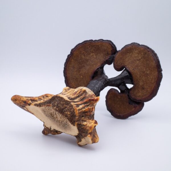 Antique Chinese Lingzhi Fungus Specimen on a Stag Antler Stand. Qing Dynasty Scholar's Object